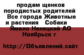 продам щенков породистых родителей - Все города Животные и растения » Собаки   . Ямало-Ненецкий АО,Ноябрьск г.